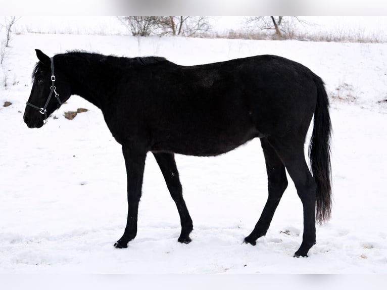 German Sport Horse Gelding 3 years 15,3 hh Black in Doberschütz