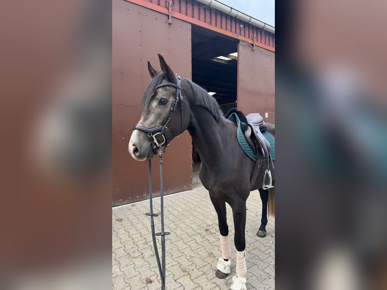 German Sport Horse Gelding 3 years 15,3 hh Grey in Horstmar