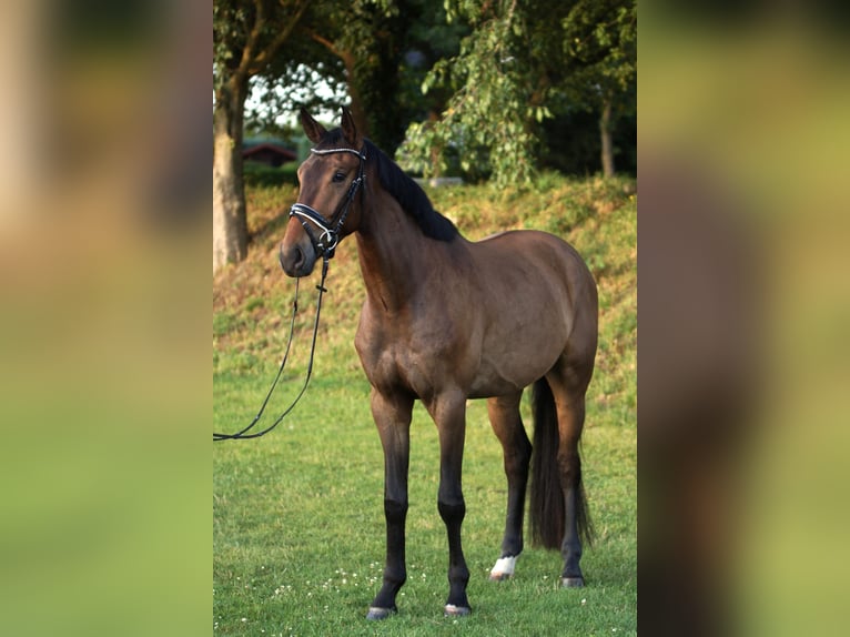 German Sport Horse Gelding 3 years 16.1 hh Bay-Dark in Bremen