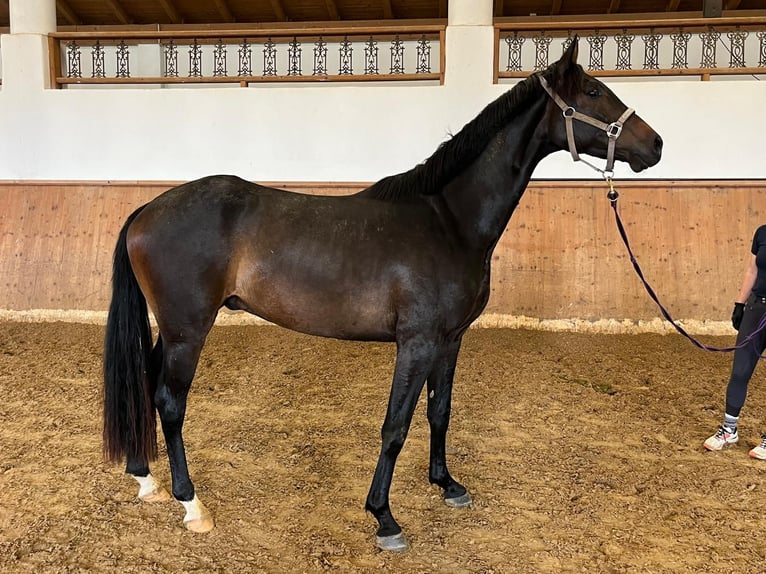 German Sport Horse Gelding 3 years 16.1 hh Bay-Dark in Schäftlarn