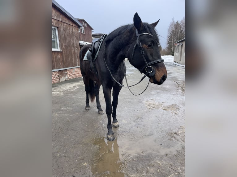 German Sport Horse Gelding 3 years 16.1 hh Bay-Dark in Hof