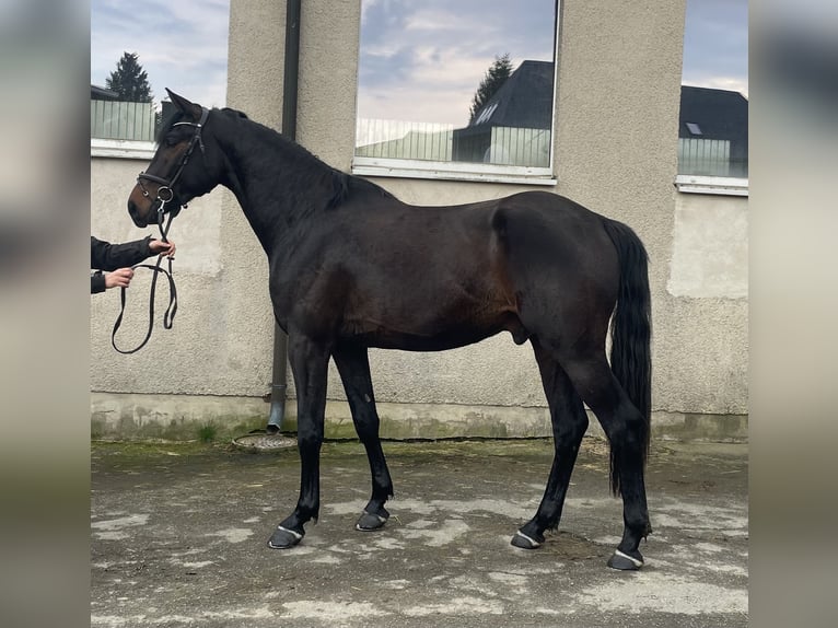 German Sport Horse Gelding 3 years 16.1 hh Bay-Dark in Hof