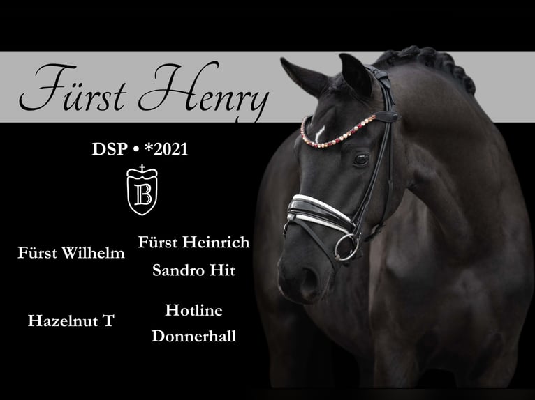 German Sport Horse Gelding 3 years 16,1 hh Black in Wehringen