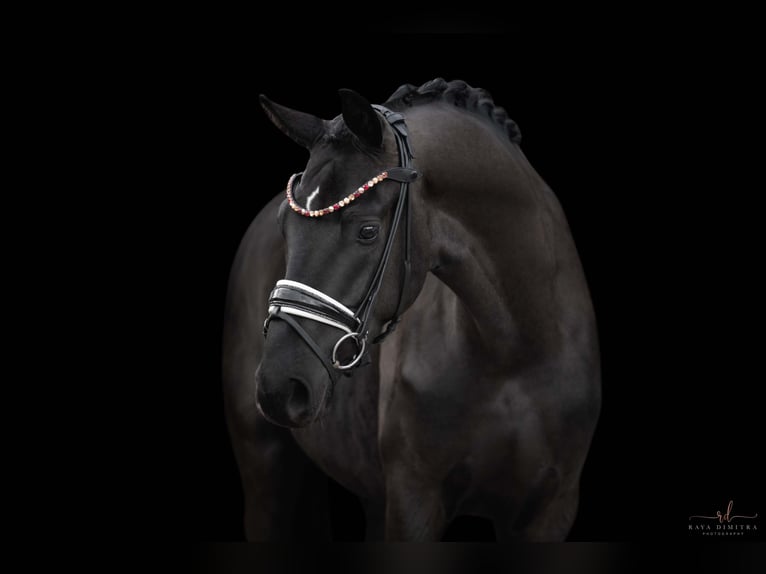 German Sport Horse Gelding 3 years 16,1 hh Black in Wehringen