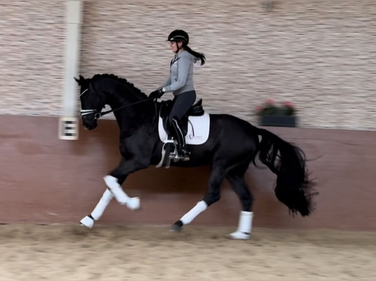 German Sport Horse Gelding 3 years 16,1 hh Black in Wehringen