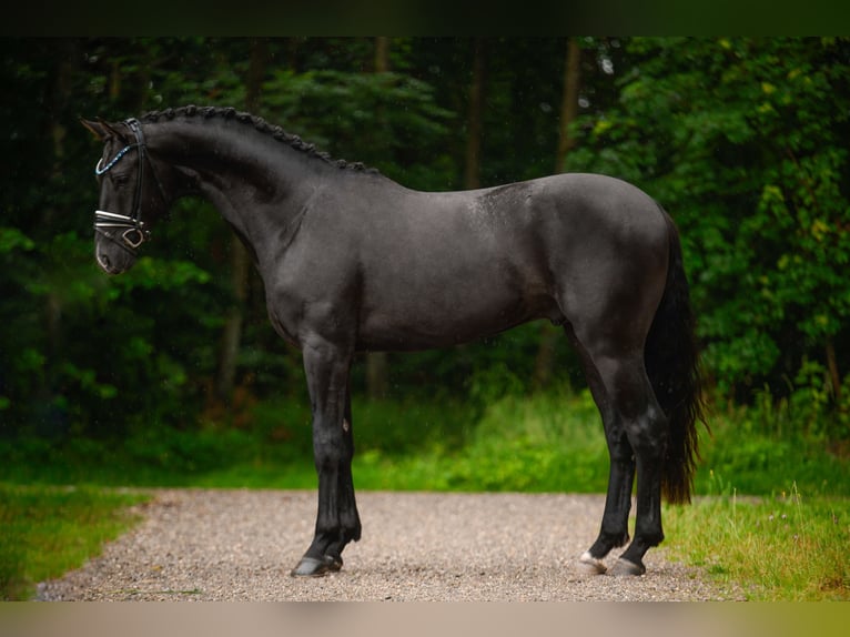 German Sport Horse Gelding 3 years 16,1 hh Black in Wehringen