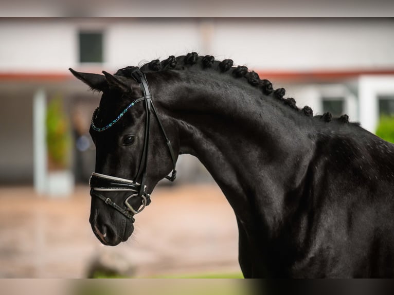 German Sport Horse Gelding 3 years 16,1 hh Black in Wehringen