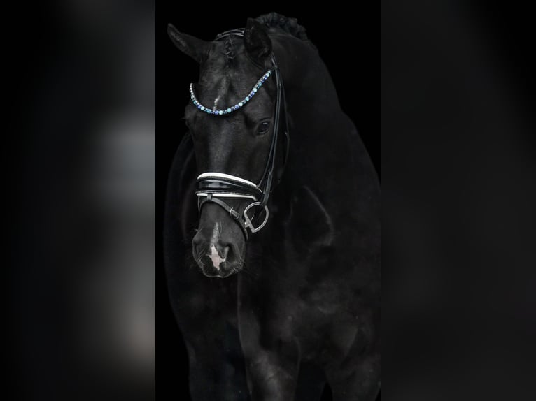 German Sport Horse Gelding 3 years 16,1 hh Black in Wehringen