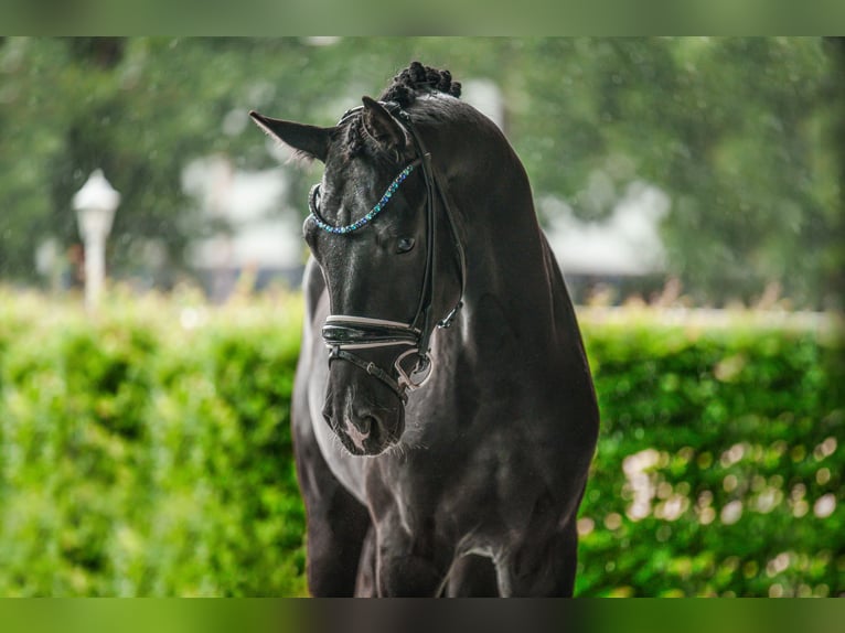 German Sport Horse Gelding 3 years 16,1 hh Black in Wehringen