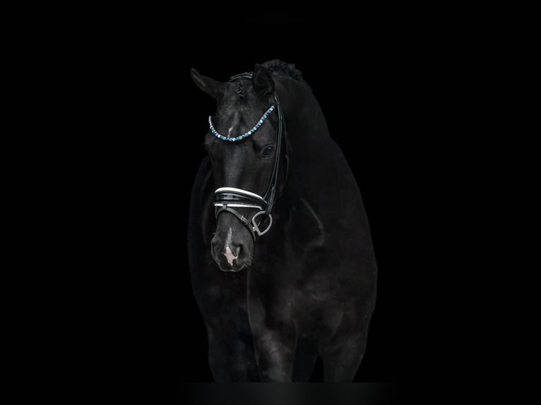 German Sport Horse Gelding 3 years 16,1 hh Black in Wehringen