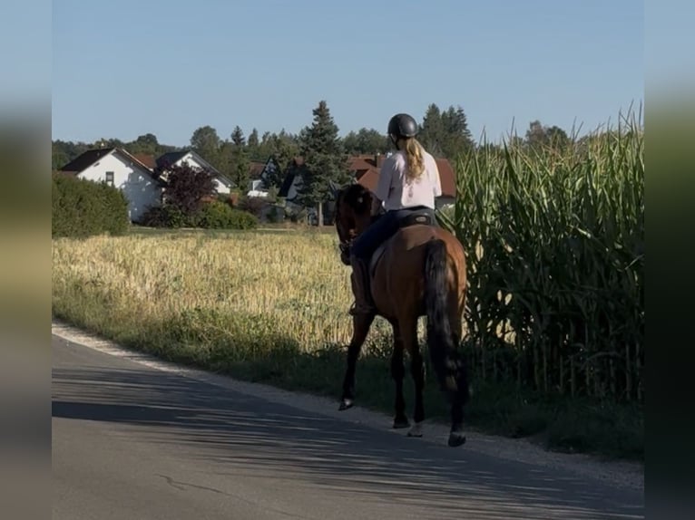 German Sport Horse Gelding 3 years 16.1 hh Brown in Achstetten