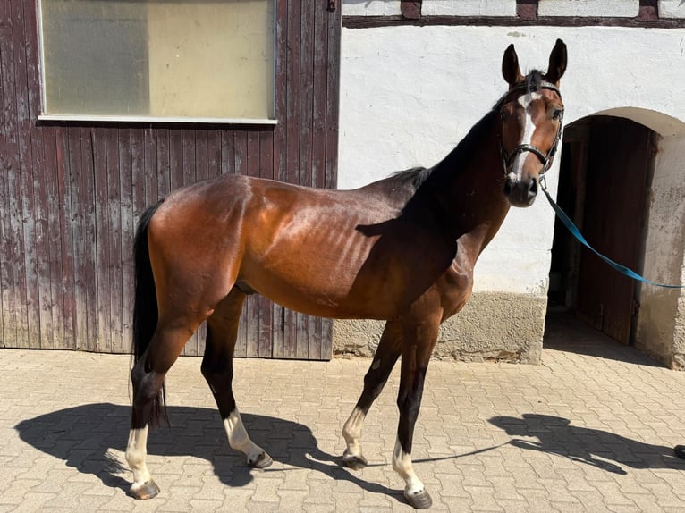 German Sport Horse Gelding 3 years 16.1 hh Brown in Grimma