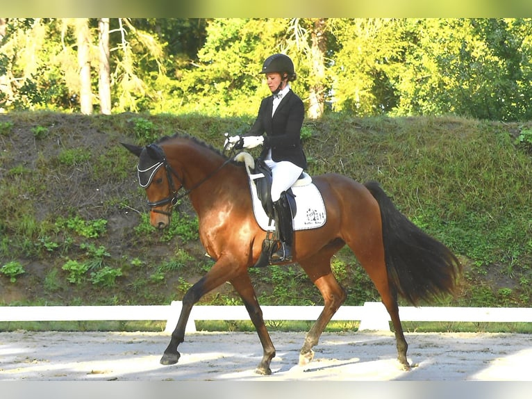 German Sport Horse Gelding 3 years 16,1 hh Brown in Rochau