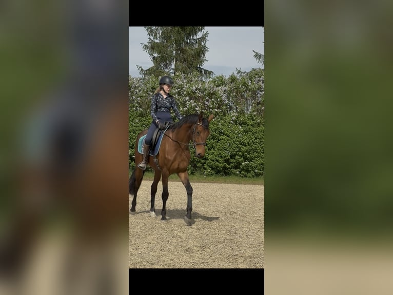 German Sport Horse Gelding 3 years 16.1 hh Brown in Achstetten