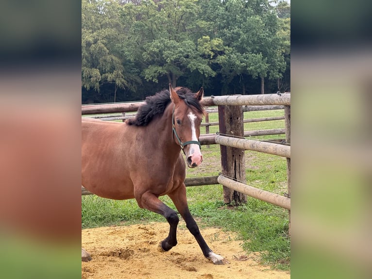 German Sport Horse Gelding 3 years 16.1 hh Brown in Ratingen