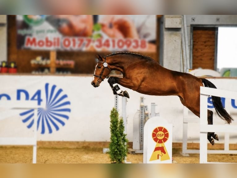German Sport Horse Gelding 3 years 16.1 hh Brown in Artern