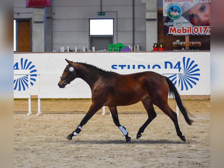 German Sport Horse Gelding 3 years 16.1 hh Brown in Artern