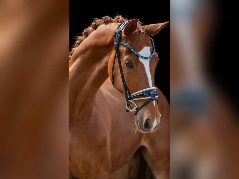 German Sport Horse Gelding 3 years 16,1 hh Chestnut-Red in Wehringen