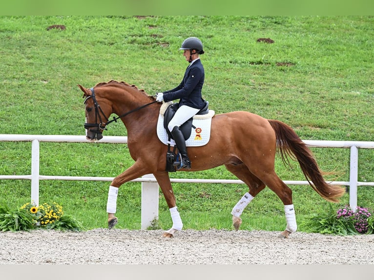 German Sport Horse Gelding 3 years 16,1 hh Chestnut-Red in Gomadingen