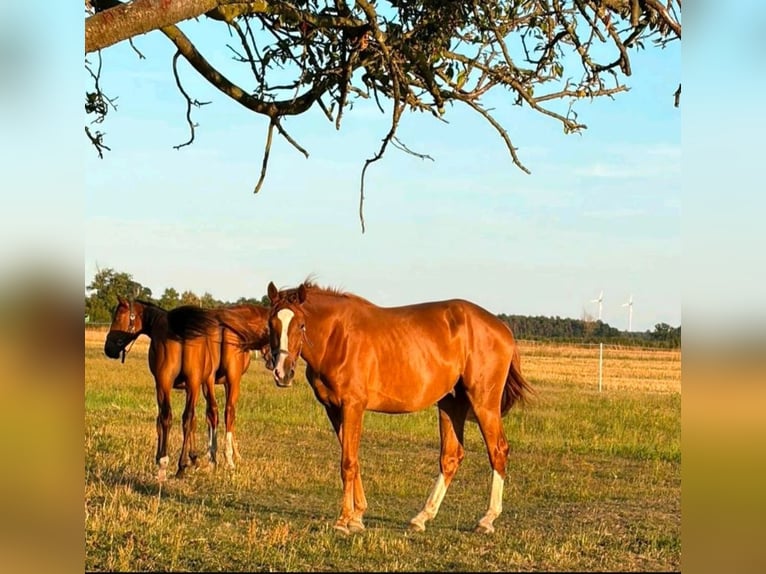 German Sport Horse Gelding 3 years 16.1 hh Chestnut-Red in Milower Land