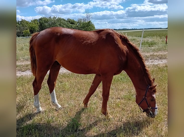 German Sport Horse Gelding 3 years 16.1 hh Chestnut-Red in Milower Land