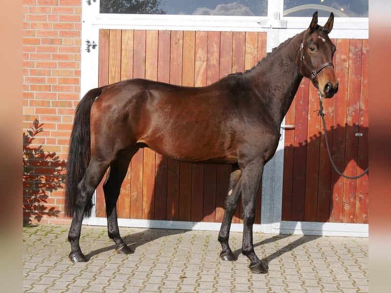 German Sport Horse Gelding 3 years 16,1 hh in Dorsten