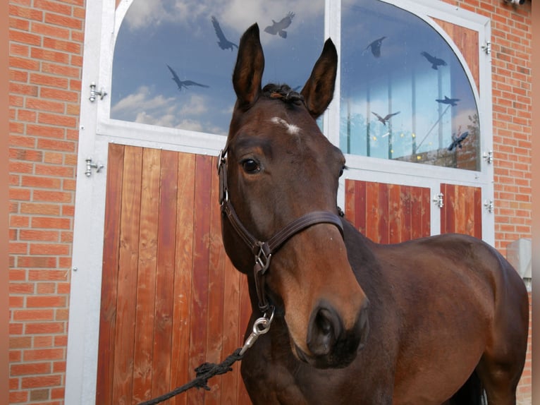 German Sport Horse Gelding 3 years 16,1 hh in Dorsten