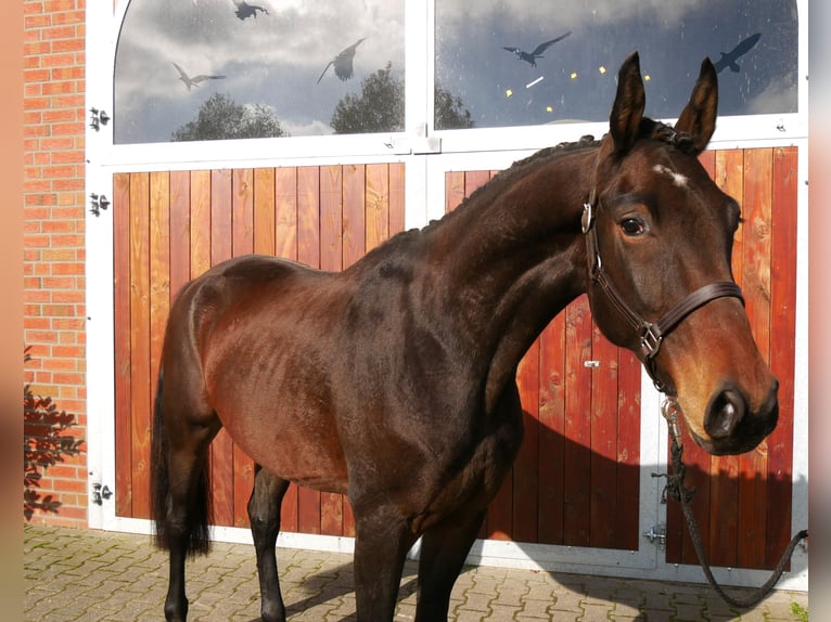 German Sport Horse Gelding 3 years 16,1 hh in Dorsten