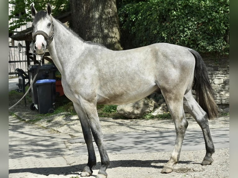 German Sport Horse Gelding 3 years 16.1 hh Grey-Dapple in Ratingen