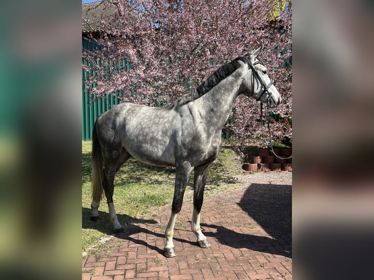 German Sport Horse Gelding 3 years 16.1 hh Grey in Teupitz