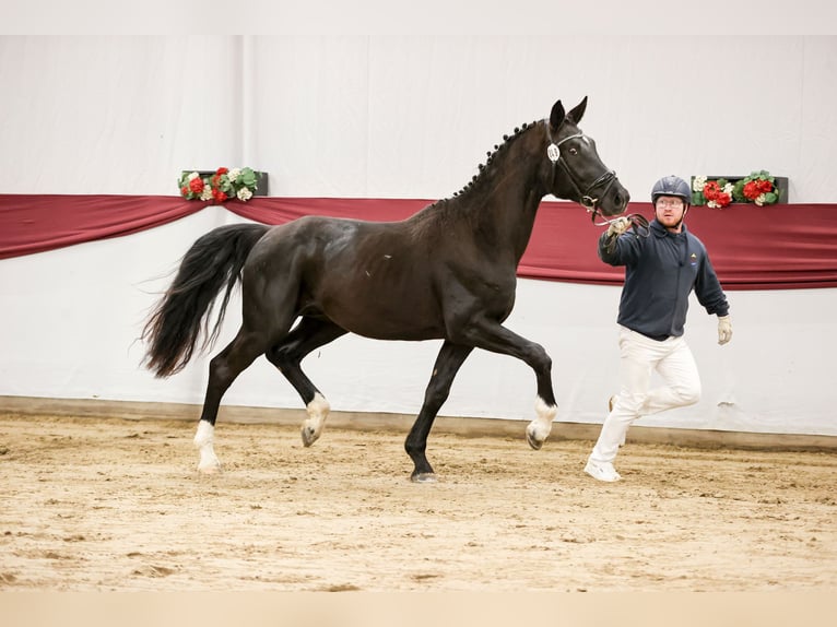 German Sport Horse Gelding 3 years 16.1 hh Smoky-Black in Stiefenhofen