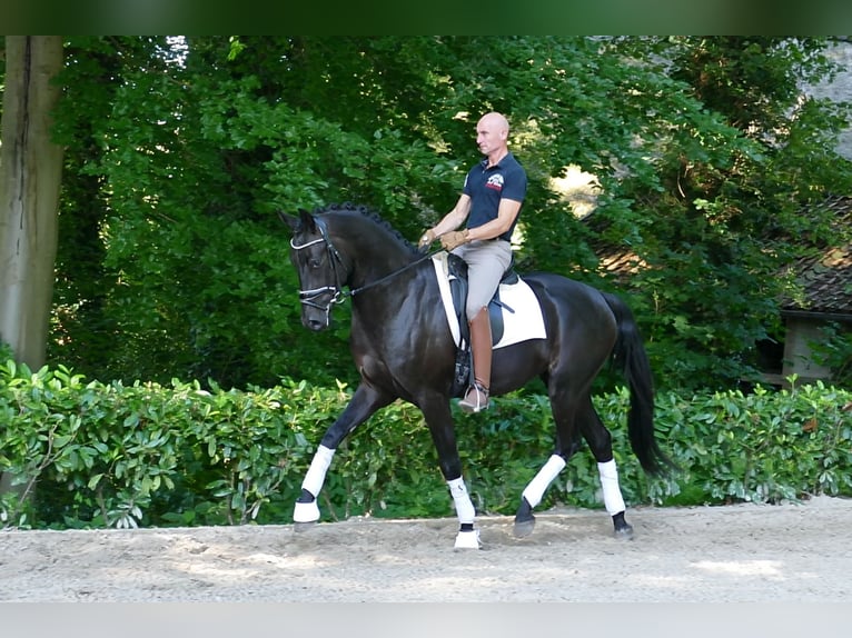 German Sport Horse Gelding 3 years 16,2 hh Black in Söhlingen