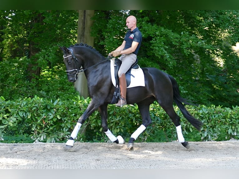 German Sport Horse Gelding 3 years 16,2 hh Black in Söhlingen