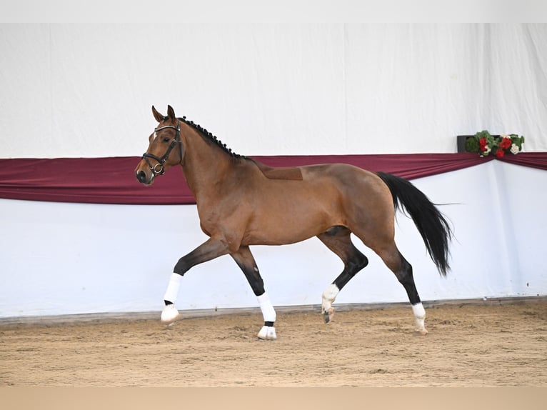 German Sport Horse Gelding 3 years 16.2 hh Brown in Gomadingen