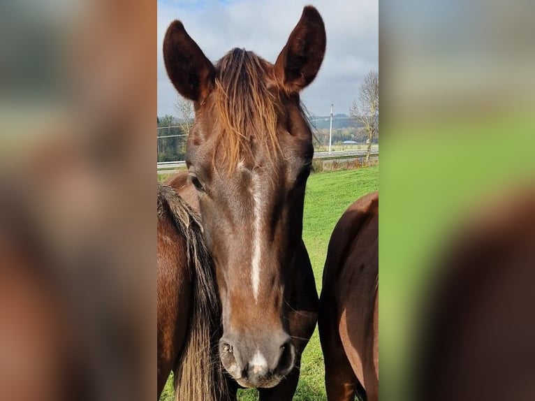 German Sport Horse Gelding 3 years 16.2 hh Chestnut in Baindt