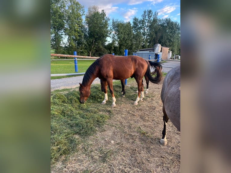 German Sport Horse Gelding 3 years 16.2 hh Chestnut in Baindt