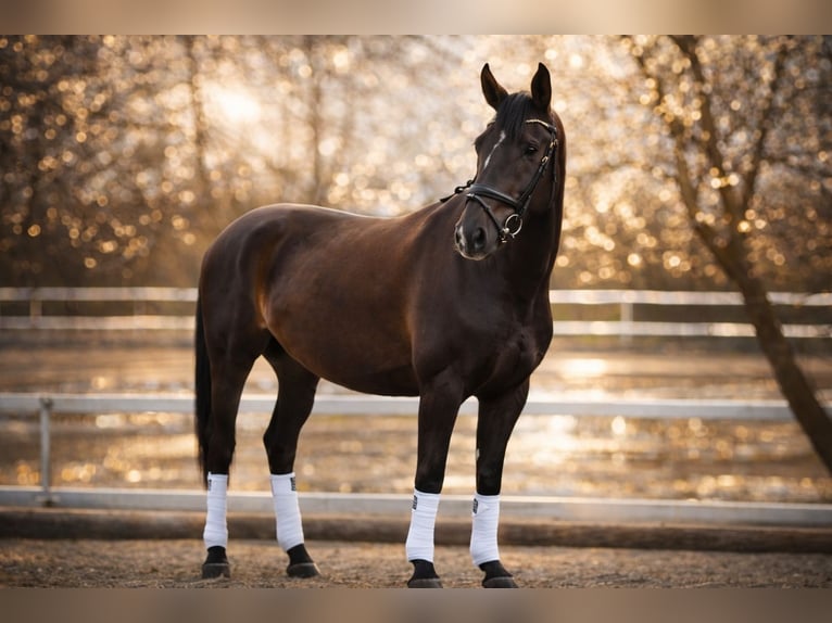 German Sport Horse Gelding 3 years 16.2 hh Chestnut in Erlensee