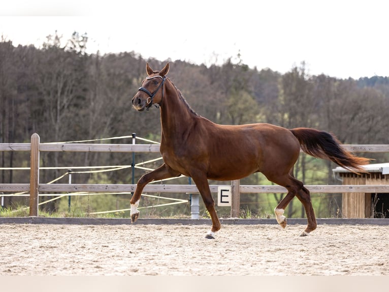 German Sport Horse Gelding 3 years 16.2 hh Chestnut in Bad Griesbach im Rottal