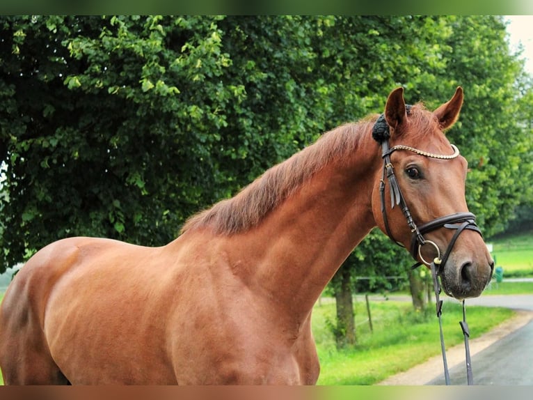 German Sport Horse Gelding 3 years 16,2 hh Chestnut-Red in Römerstein