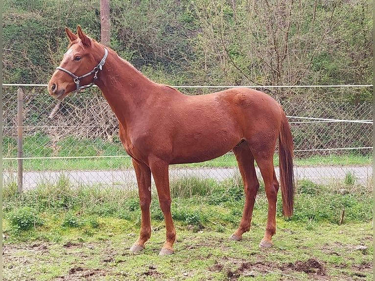 German Sport Horse Gelding 3 years 16.2 hh Chestnut-Red in Querfurt