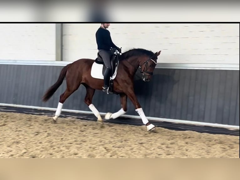 German Sport Horse Gelding 3 years 16.2 hh Chestnut-Red in Willich