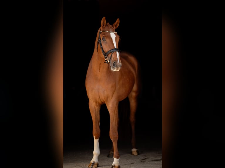 German Sport Horse Gelding 3 years 16,2 hh Chestnut-Red in Hawangen