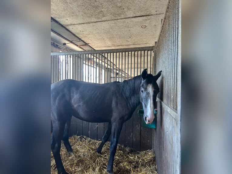 German Sport Horse Gelding 3 years 16,2 hh Gray-Dark-Tan in Bad Herrenalb