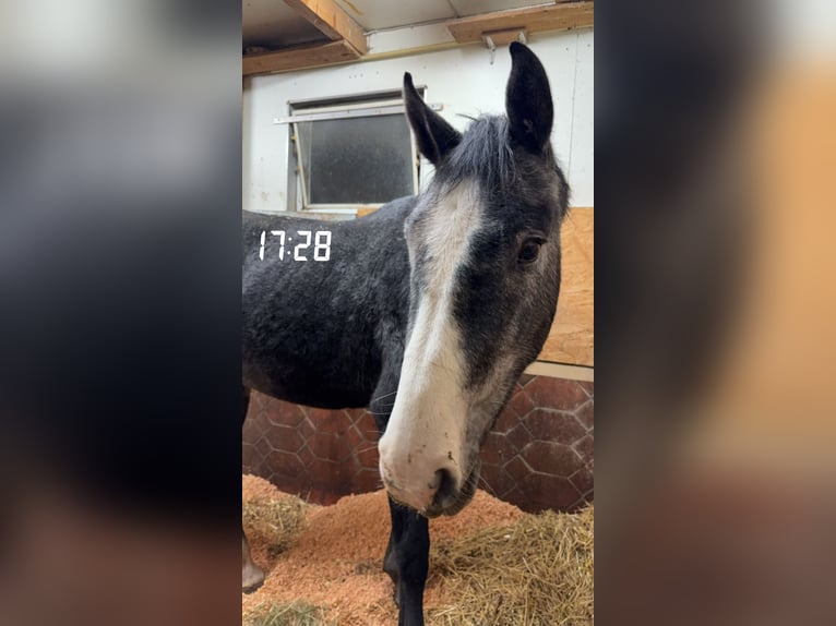 German Sport Horse Gelding 3 years 16,2 hh Gray-Dark-Tan in Bad Herrenalb