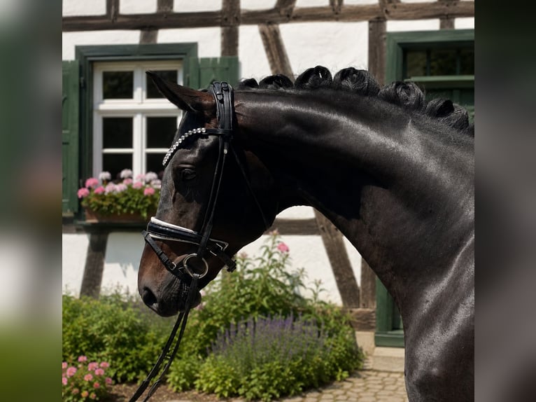 German Sport Horse Gelding 3 years 16.2 hh Smoky-Black in Bielefeld