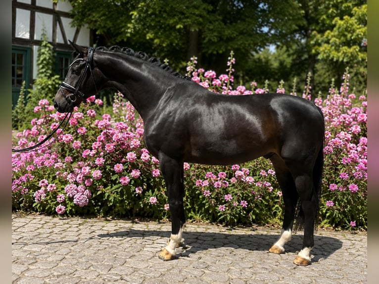 German Sport Horse Gelding 3 years 16.2 hh Smoky-Black in Bielefeld