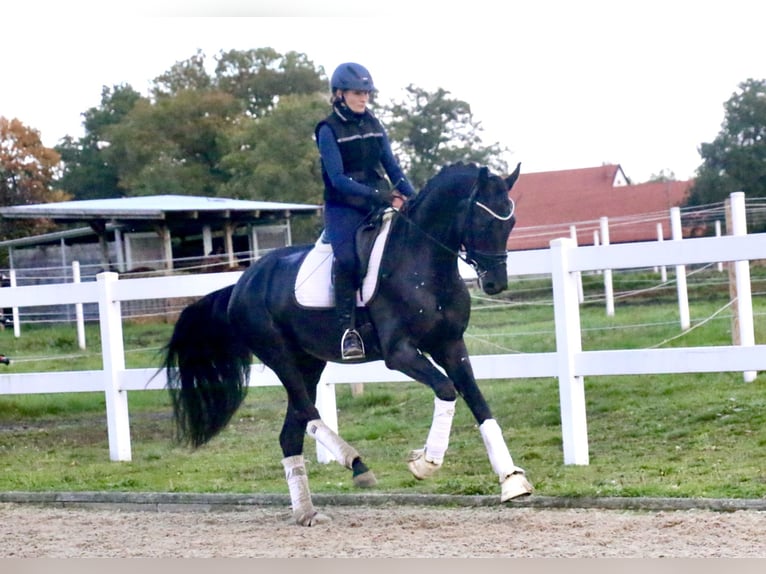 German Sport Horse Gelding 3 years 16,3 hh Black in Recke, bei Osnabr&#xFC;ck