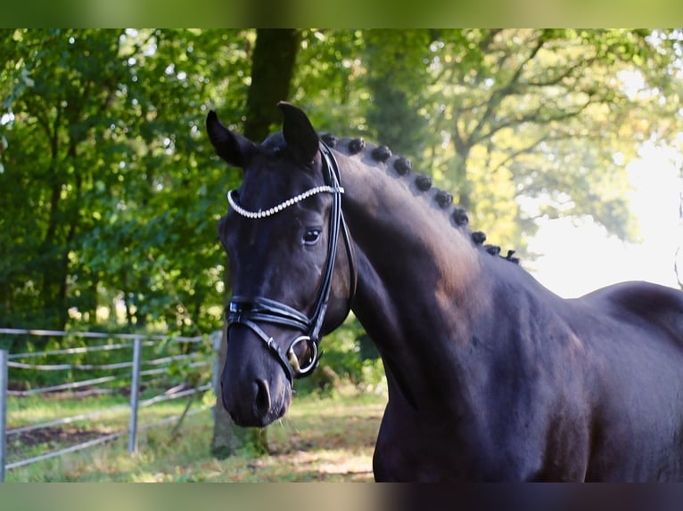 German Sport Horse Gelding 3 years 16,3 hh Black in Recke, bei Osnabr&#xFC;ck