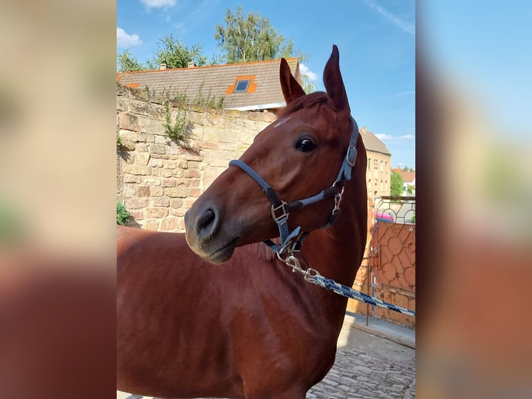 German Sport Horse Gelding 3 years 16.3 hh Chestnut-Red in Querfurt