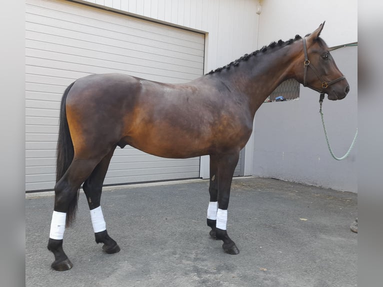 German Sport Horse Gelding 3 years 16 hh Bay-Dark in Hitzendorf